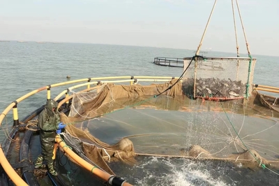 日照:全产业链养大"一条鱼"