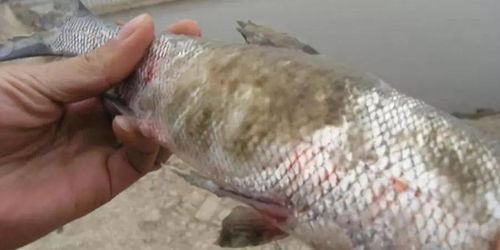 2020水产养殖还能干吗 怎么干才赚钱 行业趋势大分析,传统与创新,看未来如何发展