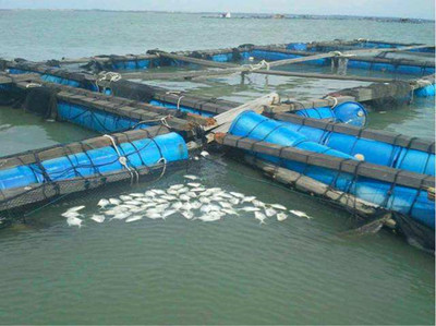 利润可观 明年金鲳鱼养殖规模呈现增加趋势