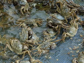 吃货们 快来看看你们爱吃的大闸蟹是咋养的