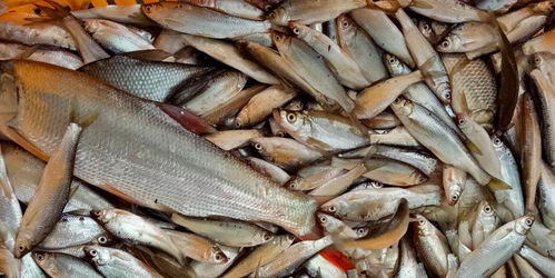 配合饲料替代幼杂鱼新规下，如何保障水产养殖户效益