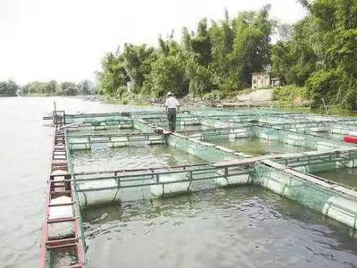 农民养殖致富经 回乡创业，这几个水产品养殖年收入可达十几万