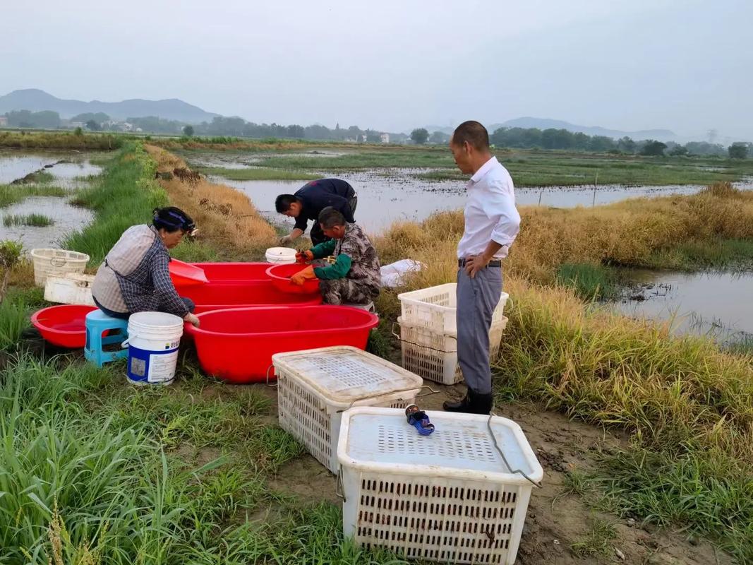 欢庆家庭农场开售优质虾苗，助力农村水产养殖创业