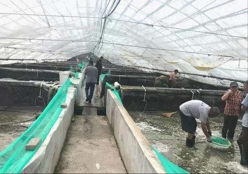 工厂化养虾陷入困惑，他却凭借这四点养好虾，挣大钱