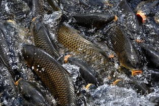 水产品养殖 现代渔业的可持续之路