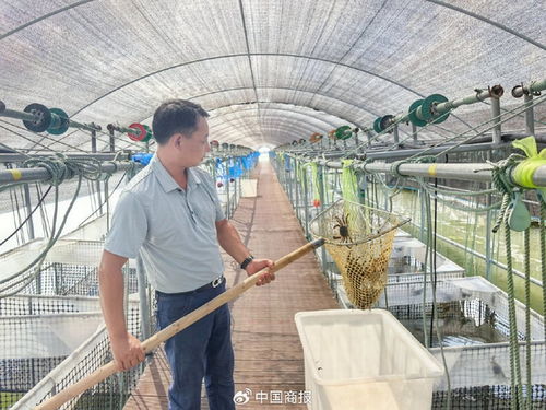 盒马电子验蟹师揭秘 采购人员如何挑选优质大闸蟹的关键指标