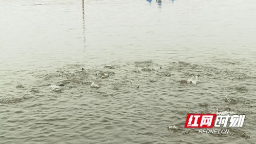 益阳沅江引进特种水产养殖，助推乡村振兴新篇章