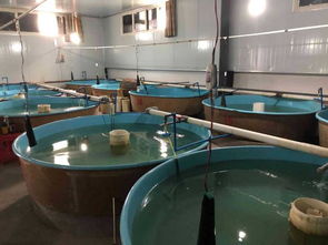 东坡水产绿色养殖新模式 引领可持续发展的未来