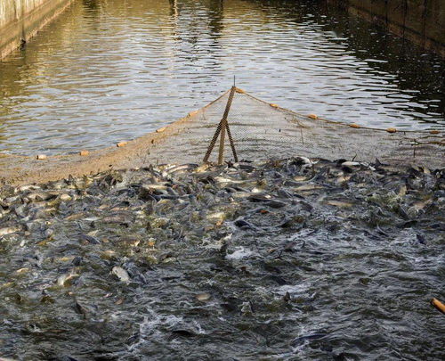 水产养殖中康洁r鱼类致病原体大量繁殖的原因与防控对策