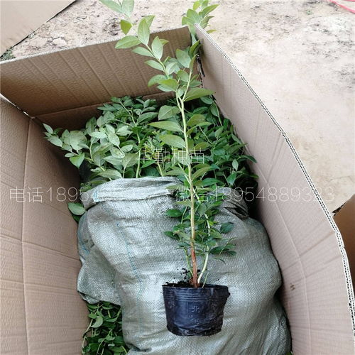 钱德勒蓝莓苗种植与水产养殖的生态结合