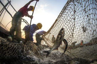 镜头下的蔚蓝世界 摄影大赛作品展聚焦水产品养殖