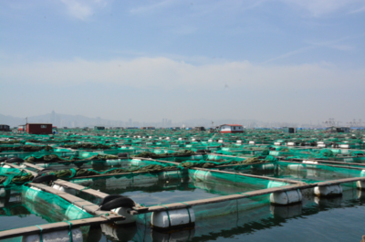 这片鱼塘我们包了！吉影水下机器人如何颠覆传统水产养殖业