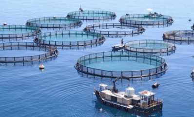 2022垂直农业万亿市场与创业扶持新机遇