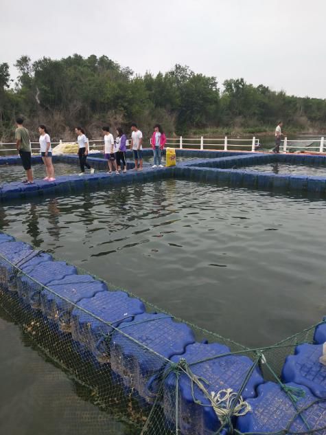 迂回寻鱼，雨落丹江——金陂水产养殖场实习侧记