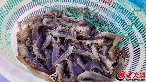 迈向绿色新“食”代 无抗活虾引领健康消费新时尚