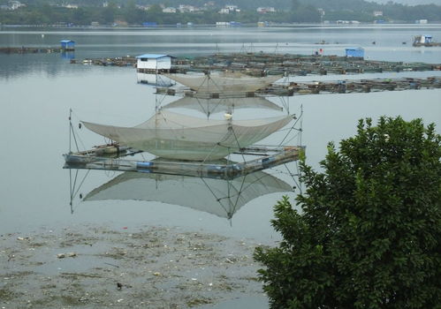 后疫情时代 健康绿色安全水产品崛起，呼唤水域环境新生态