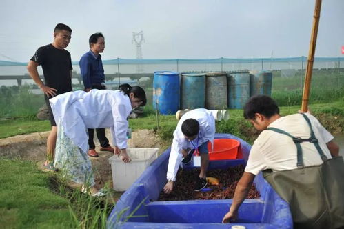 湘阴龙虾安心上市，从源头到餐桌的全程守护