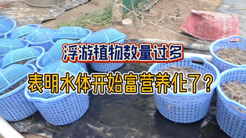 浮游植物激增 水产养殖水体富营养化的警示信号