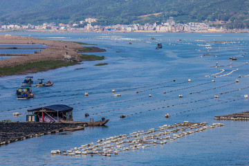 海洋的珍珠 生蚝养殖场的生态与经济效益