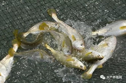 产业链的失衡之痛 从盲目扩张到恶性竞争，水产养殖业的困局与出路