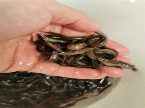 在朝阳中崛起的广州泥鳅苗养殖 打造水产品市场的活跃新引擎