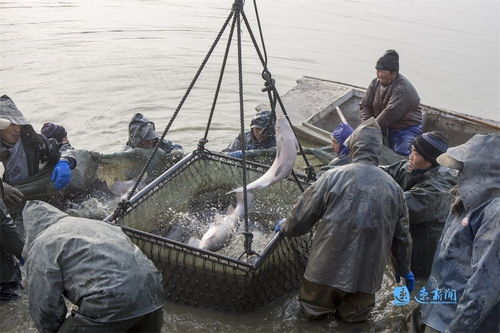 图说丨节前捕鱼忙 水产品养殖迎来丰收季